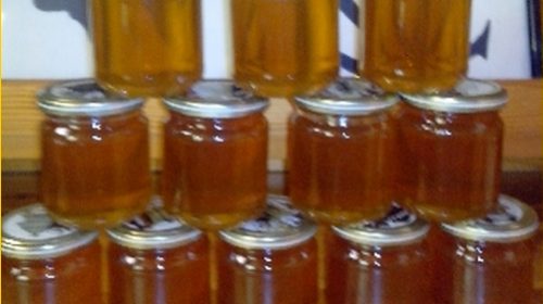 les débuts de nos abeilles en camargue